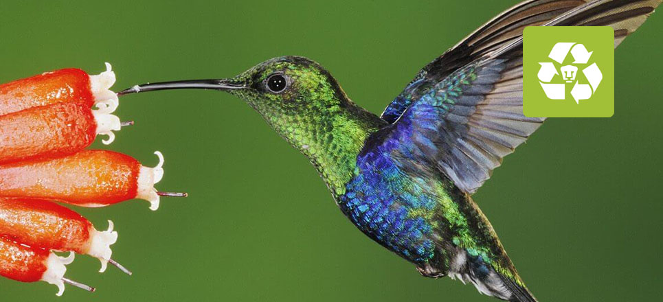 Centro Escolar Colibri