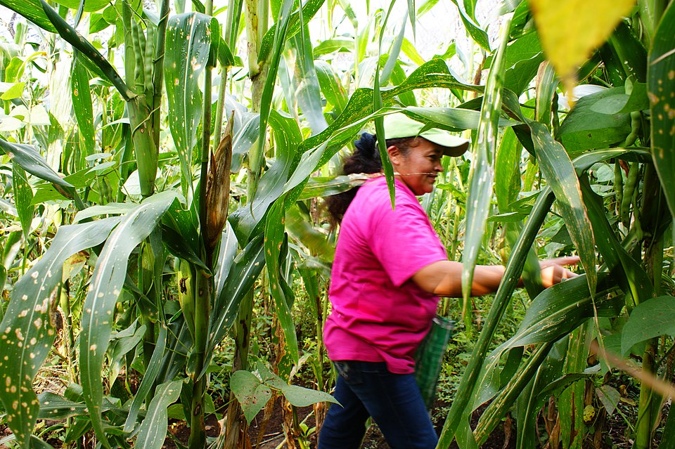 Steiner La Milpa